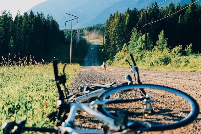 Bikejoring - na czym polega sport dla miłośników psów i rowerów? Sprawdź jak zacząć