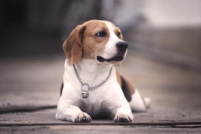 Beagle - jak wybrać dobrą hodowlę i gdzie kupić szczeniaka tej rasy