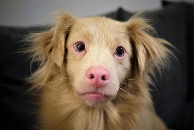 Albinizm u psa - jakie schorzenia zagrażają albinosom i jak dbać o ich zdrowie