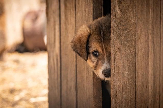 Adopcja psa ze schroniska - porady jak przygotować się do przyjęcia czworonoga i zapewnić mu opiekę