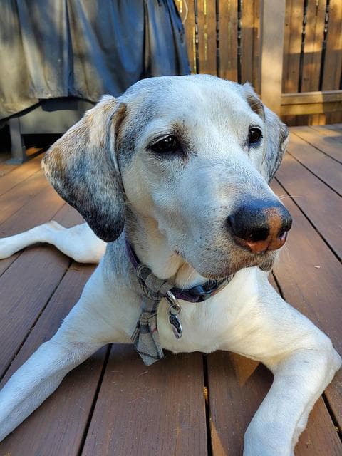 Adopcja starszego psa - jak przygotować się na przyjęcie seniora do domu?